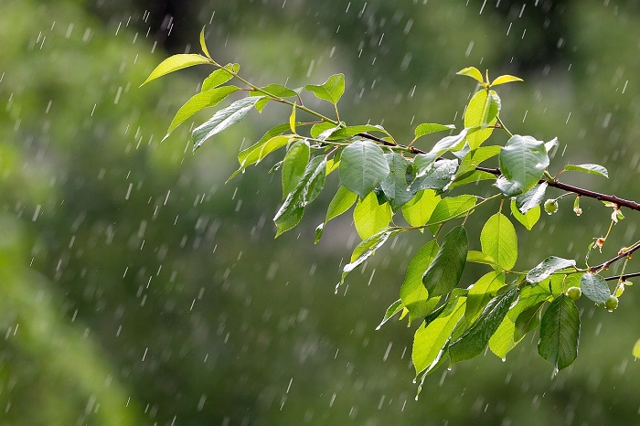 Ilustrasi Cuaca Hujan. (Pixabay.com/Bairyna)  