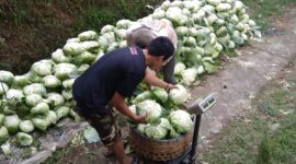 Relawan Prabowo Peduli Petani (RPPP) melakukan aksi kepedulian dengan memborong sayur dari petani. (Dok. Relawan Prabowo Peduli Petani (RPPP)