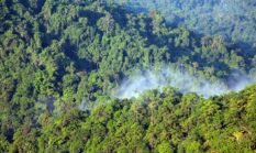 Upaya Rehabilitasi Hutan dan Manfaatnya bagi Lingkungan Global