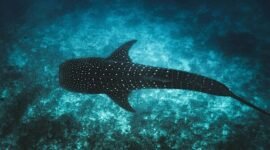 Photo: &copy; Ishan @seefromthesky from Unsplash